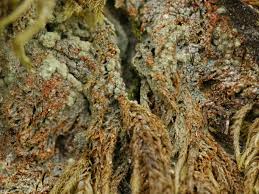 Attēlu rezultāti vaicājumam “Trapeliopsis flexuosa”