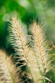 Attēlu rezultāti vaicājumam “Setaria viridis fruit”