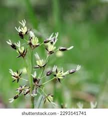 Attēlu rezultāti vaicājumam “Luzula pilosa bud”