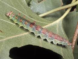 Attēlu rezultāti vaicājumam “Drepana falcataria”