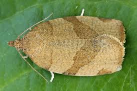 Attēlu rezultāti vaicājumam “Pandemis cerasana”