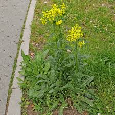 Attēlu rezultāti vaicājumam “Bunias orientalis flower”