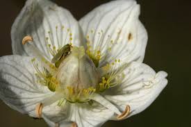 Attēlu rezultāti vaicājumam “Parnassia palustris bud”