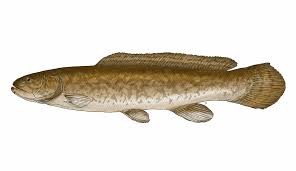 Image result for Amia calva