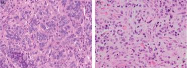 Attēlu rezultāti vaicājumam “Cinclidotus danubicus cells”