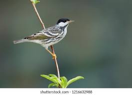 Image result for Dendroica striata