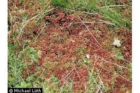 Attēlu rezultāti vaicājumam “Sphagnum magellanicum”