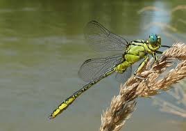 Attēlu rezultāti vaicājumam “Gomphus flavipes”