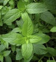 Image result for Menta x piperita