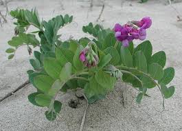 Attēlu rezultāti vaicājumam “Lathyrus japonicus subsp. maritimus fruit”
