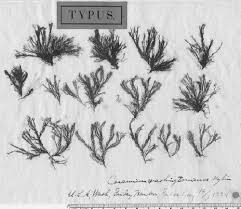 Attēlu rezultāti vaicājumam “Ceramium sp.”