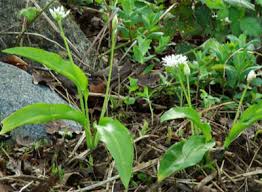 Attēlu rezultāti vaicājumam “Allium ursinum”