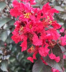 Image result for Lagerstroemia