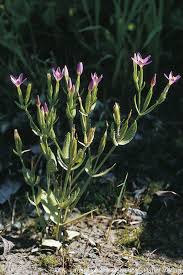 Attēlu rezultāti vaicājumam “Centaurium littorale leaf”