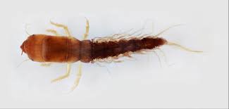 Attēlu rezultāti vaicājumam “Megaloptera”