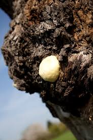 Attēlu rezultāti vaicājumam “Reticularia lycoperdon”