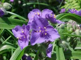 Attēlu rezultāti vaicājumam “Tradescantia virginiana flower”