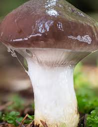 Attēlu rezultāti vaicājumam “Gomphidius glutinosus”