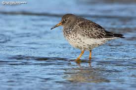 Attēlu rezultāti vaicājumam “Calidris maritima”