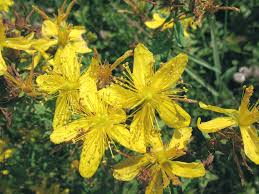 Attēlu rezultāti vaicājumam “Hypericum perforatum flower”