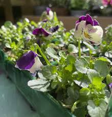 Image result for Viola cornuta