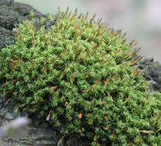 Attēlu rezultāti vaicājumam “Ulota crispa sporophyte”