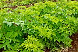 Attēlu rezultāti vaicājumam “Angelica archangelica leaf”