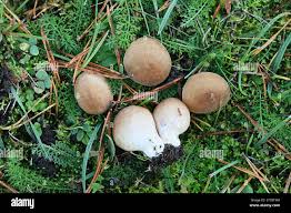 Attēlu rezultāti vaicājumam “Lycoperdon pyriforme”