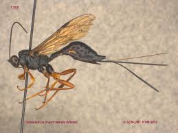 Attēlu rezultāti vaicājumam “Ichneumonidae”