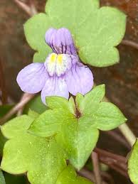 Attēlu rezultāti vaicājumam “Cymbalaria muralis flower”