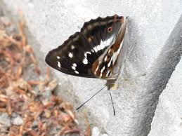 Attēlu rezultāti vaicājumam “Apatura iris male”