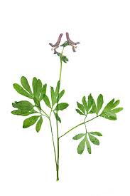 Attēlu rezultāti vaicājumam “Corydalis cava leaf”