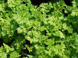 Image result for Kerbel