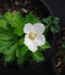 Attēlu rezultāti vaicājumam “Anemone sylvestris leaf”