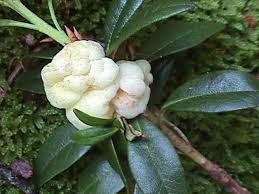 Attēlu rezultāti vaicājumam “Exobasidiales”