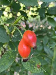Attēlu rezultāti vaicājumam “Rosa villosa fruit”
