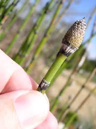 Attēlu rezultāti vaicājumam “Equisetum hyemale”