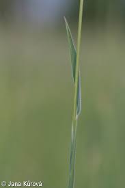 Attēlu rezultāti vaicājumam “Holcus lanatus  fruit”