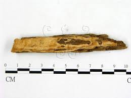 Attēlu rezultāti vaicājumam “Physisporinus vitreus”