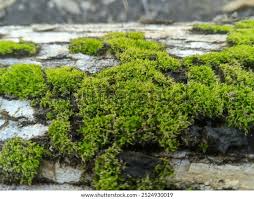 Attēlu rezultāti vaicājumam “Hypnum cupressiforme”