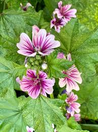 Image result for Malva sylvestris var. mauritiana