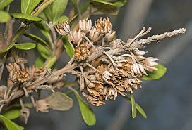 Attēlu rezultāti vaicājumam “Cribraria ferruginea stalked”