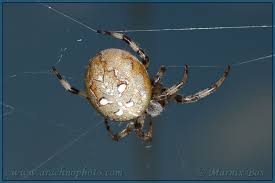 Attēlu rezultāti vaicājumam “Araneus quadratus”