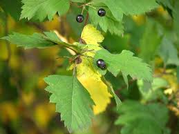 Attēlu rezultāti vaicājumam “Crataegus chlorosarca”
