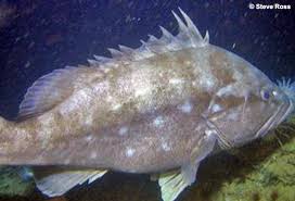 Image result for Hyporthodus niveatus