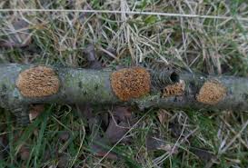 Attēlu rezultāti vaicājumam “Radulomyces confluens”