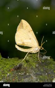 Attēlu rezultāti vaicājumam “Eulithis pyraliata”