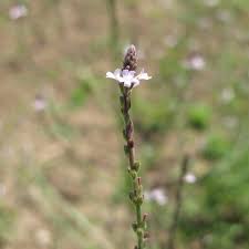 Image result for Verbena officinalis