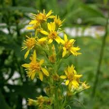 Image result for Solidago virgaurea