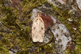 Attēlu rezultāti vaicājumam “Agonopterix hypericella imago”